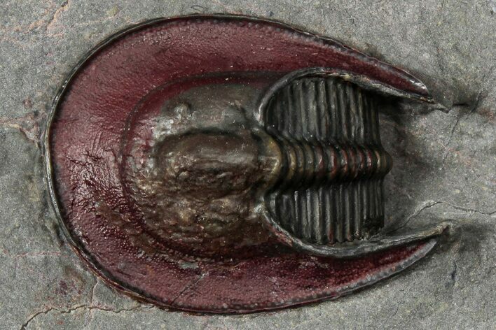 New Type Of Harpes Trilobite - Ouzina, Morocco #355769